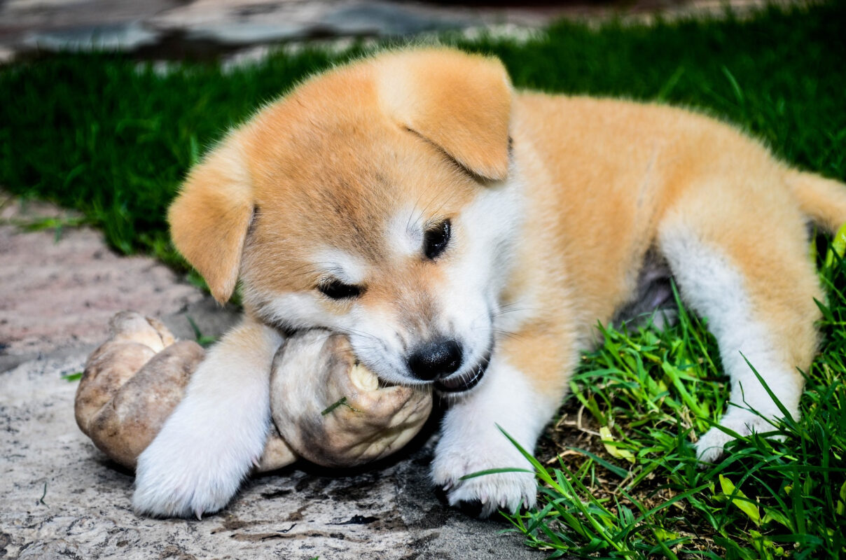 il cane sotterra l'osso come i lupi sotterrano le prede